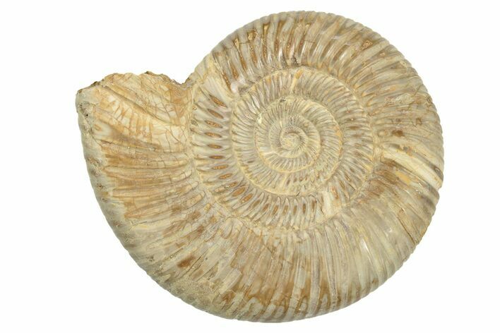 Polished Jurassic Ammonite (Perisphinctes) - Madagascar #248742